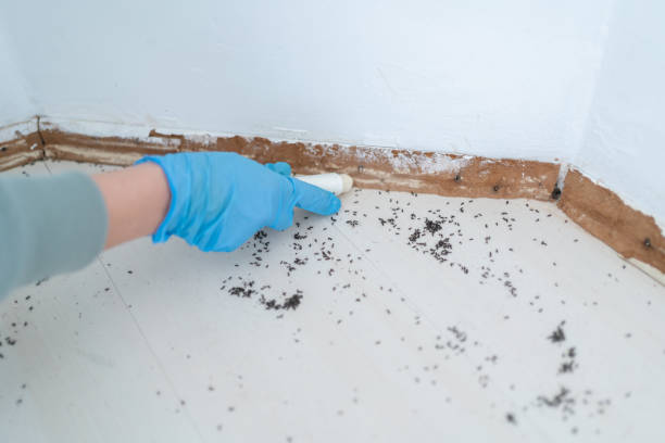 Best Affordable Pest Control Services  in North Star, DE